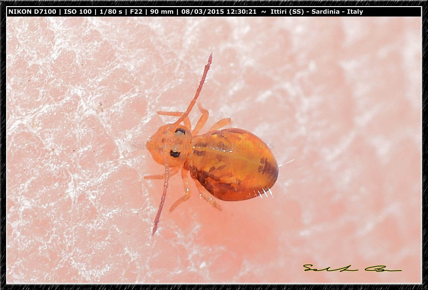Dicyrtomina sp. e Sminthuridae